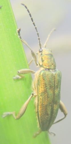 Donacia bicolora